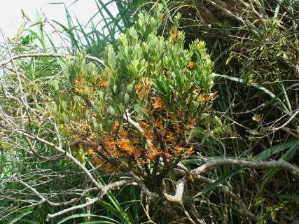 mistletoe_in_bloom_best